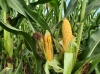 Селекционная работа и новые гибриды кукурузы в Казахстане