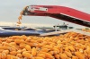 Селекционная работа и новые гибриды кукурузы в Казахстане