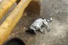 В Балхаше отстреливают домашних собак